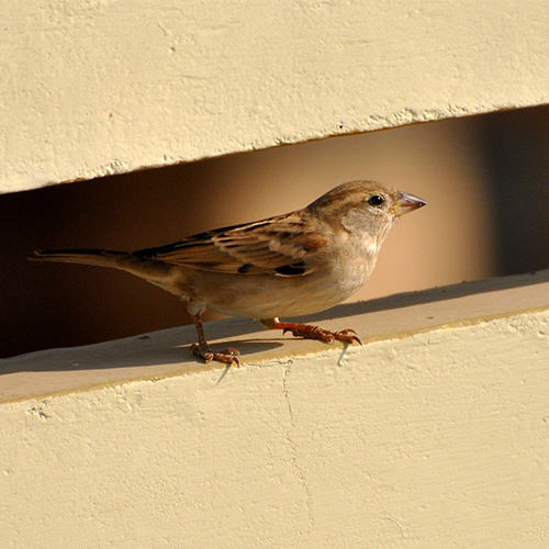 Sparrow Bird Deterrent Specialists