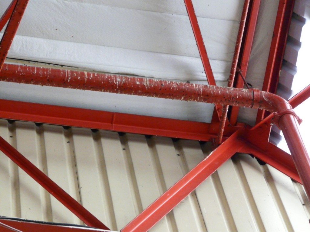 The Problem With Sparrows Bird Deterrent Specialists